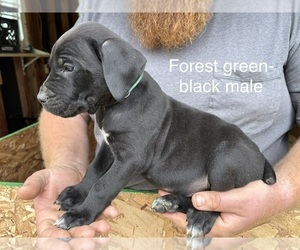 Medium Cane Corso