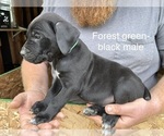 Puppy Titan Cane Corso