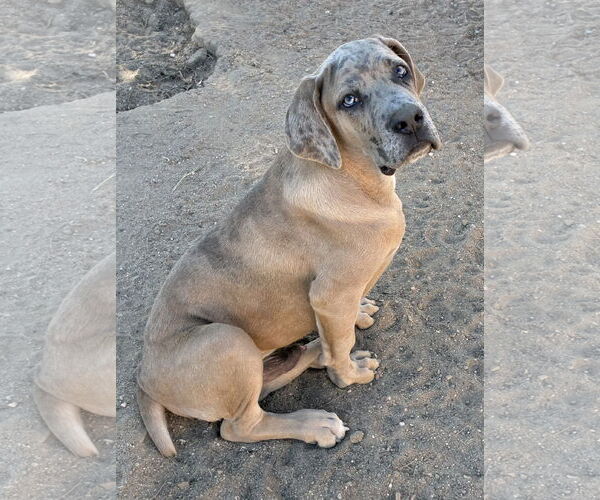 Medium Photo #2 Mastiff Puppy For Sale in Hesperia, CA, USA