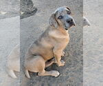 Small #1 Mastiff
