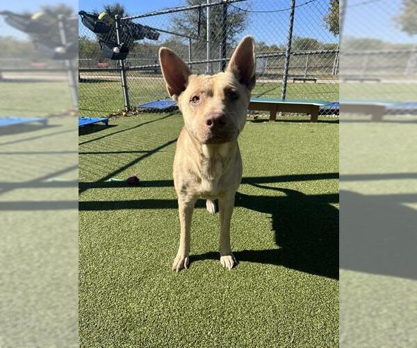Medium Photo #1 Shepradors Puppy For Sale in Pasadena, TX, USA