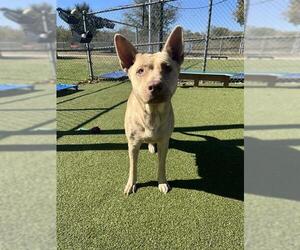 Shepradors Dogs for adoption in Pasadena, TX, USA