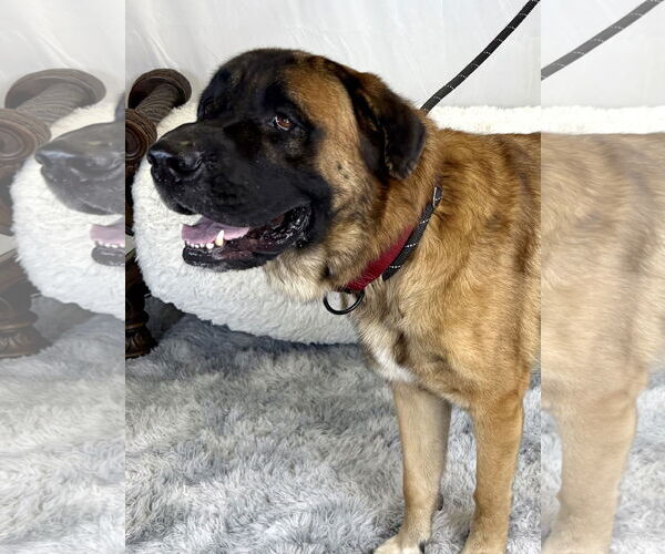 Medium Photo #4 Mastiff Puppy For Sale in Goodyear, AZ, USA