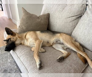 Mia - Female German Shepherd Dog Dog for Adoption - Photo #7