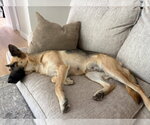 Small Photo #7 German Shepherd Dog Puppy For Sale in Dana Point, CA, USA