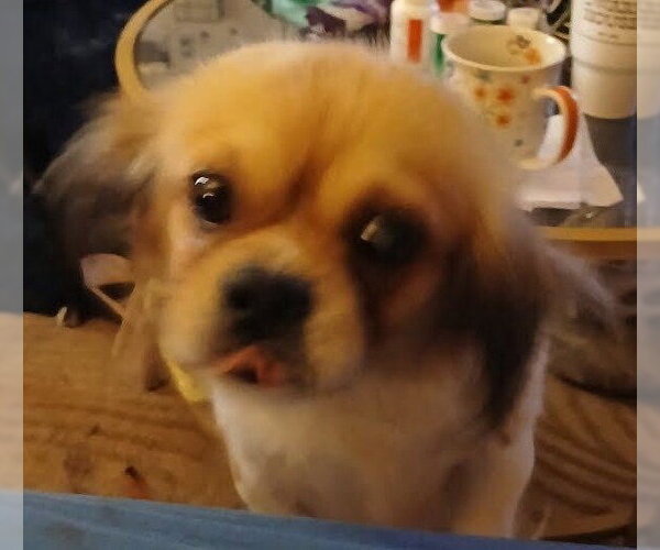 Medium Photo #1 Pekingese Puppy For Sale in McDonough, GA, USA
