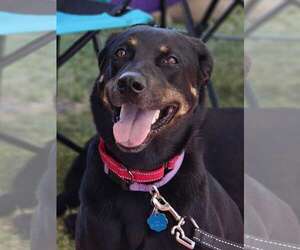 Labrottie Dogs for adoption in Fort Worth, TX, USA