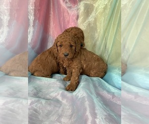 Goldendoodle (Miniature) Puppy for sale in JOICE, IA, USA