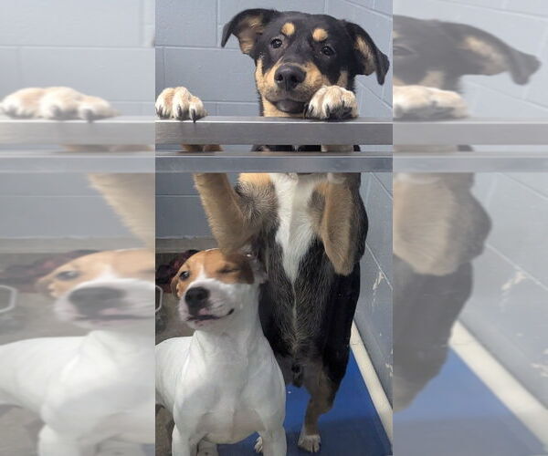 Medium Photo #6 Scottish Collisky Puppy For Sale in Evansville, IN, USA