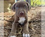 Small American Pit Bull Terrier Mix