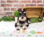 Small #5 Schnauzer (Miniature)