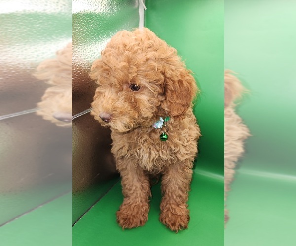 Medium Photo #17 Poodle (Miniature) Puppy For Sale in BLUE MOUND, TX, USA