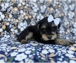 Small #3 Schnauzer (Miniature)