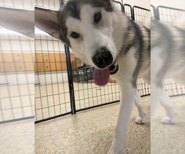 Medium Photo #2 Gerberian Shepsky Puppy For Sale in Severn, MD, USA