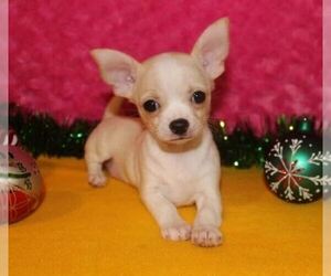 Chihuahua Dogs for adoption in HYANNIS, MA, USA