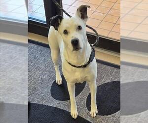 Mutt Dogs for adoption in Decatur, IL, USA