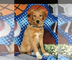 Goldendoodle-Mutt Mix Puppy for sale in KIRKWOOD, PA, USA