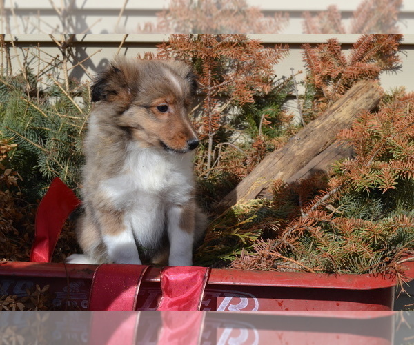 Medium Photo #1 Shetland Sheepdog Puppy For Sale in GREENWOOD, WI, USA