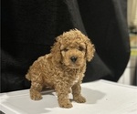 Puppy Casper Goldendoodle-Poodle (Toy) Mix