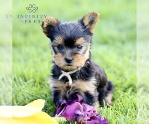 Yorkshire Terrier Puppy for sale in CHRISTIANA, PA, USA