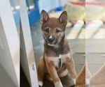 Small #10 Shiba Inu