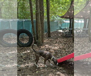 Watson - Male Mutt Dog for Adoption - Photo #2