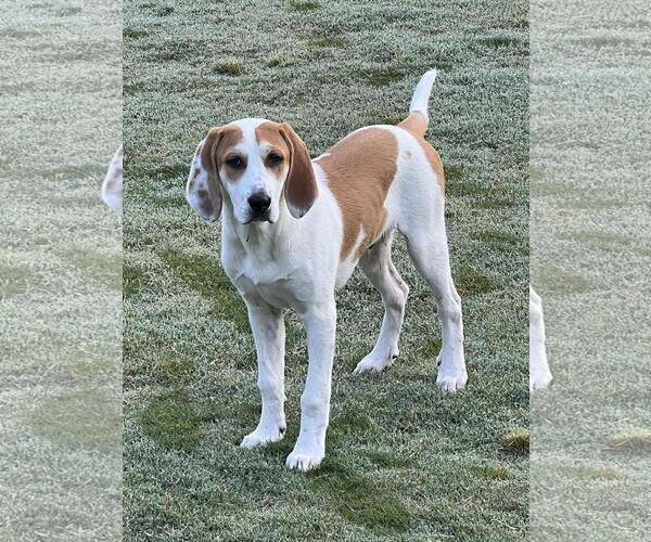 Medium Photo #4 Bagle Hound Puppy For Sale in Ball Ground, GA, USA