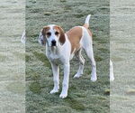 Small #3 Bagle Hound