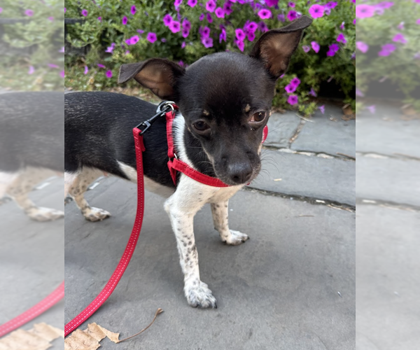 Medium Photo #1 Mutt Puppy For Sale in Brooklyn, NY, USA