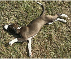 Katana - Female Labrador Retriever-Unknown Mix Dog for Adoption - Photo #3