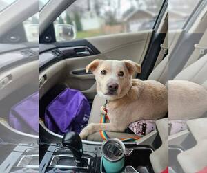 Mutt Dogs for adoption in Woodbury, NY, USA