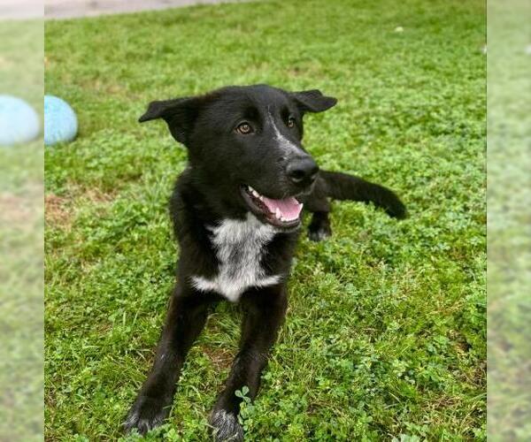 Medium Photo #2 Shollie Puppy For Sale in Conroe, TX, USA