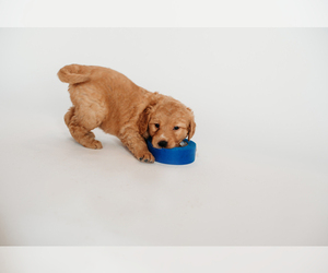 Golden Retriever Puppy for sale in SEYMOUR, MO, USA