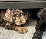 Small Photo #2 Labradoodle Puppy For Sale in SALT LAKE CITY, UT, USA