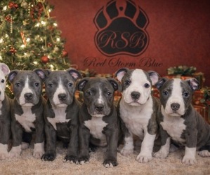 American Pit Bull Terrier Puppy for Sale in TRENTON, New Jersey USA