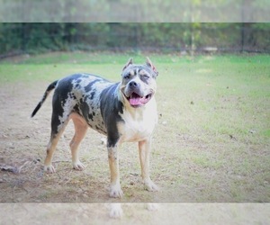 Mother of the American Bully puppies born on 02/13/2022
