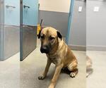 *PAWBLO - Male German Shepherd Dog-Unknown Mix Dog for Adoption - Small photo