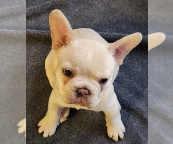 Medium Photo #6 French Bulldog Puppy For Sale in GREENWICH, OH, USA