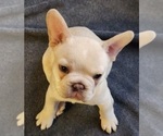 Small #5 French Bulldog