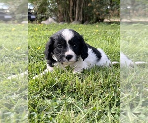 Cavapoo Puppy for sale in OLYMPIA, WA, USA