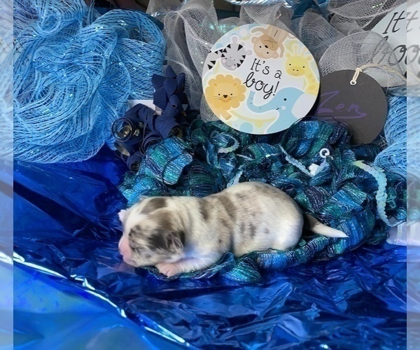 Medium Photo #3 Bullhuahua-Chihuahua Mix Puppy For Sale in RAWSONVILLE, MI, USA