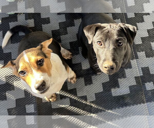 Medium Photo #10 Labrador Retriever-Unknown Mix Puppy For Sale in Garner, NC, USA