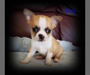 Chihuahua Puppy for sale in HUGGINS, MO, USA