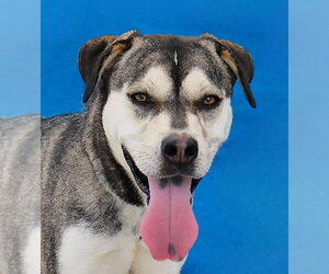 Siberian Husky-Unknown Mix Dogs for adoption in Pasadena, CA, USA