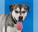 Small Siberian Husky Mix