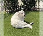 Small Photo #10 Great Pyrenees Puppy For Sale in Garland, TX, USA