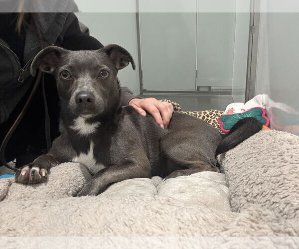 Medium Photo #15 Chiweenie Puppy For Sale in San Francisco, CA, USA