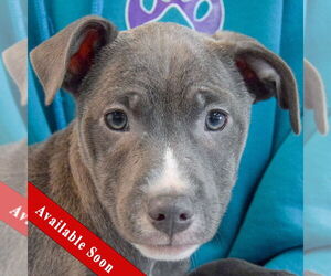 American Staffordshire Terrier-Labrador Retriever Mix Dogs for adoption in Huntley, IL, USA