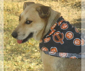 Ellie - Female Retriever -Unknown Mix Dog for Adoption - Photo #2
