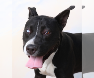 Mutt Dogs for adoption in Pasadena, CA, USA